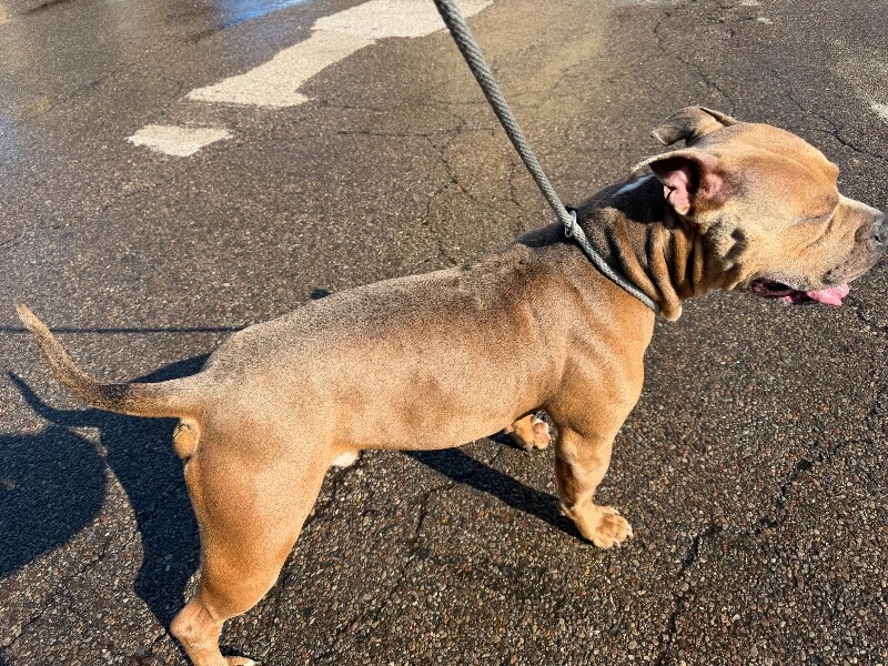 View Kong the Dog Photo #3