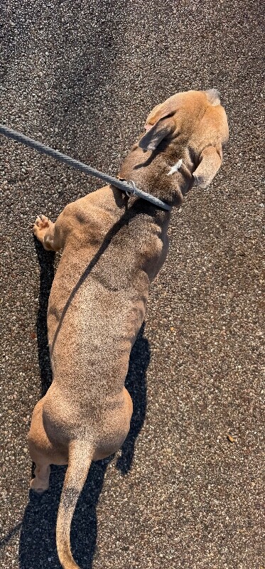 View Kong the Dog Photo #4