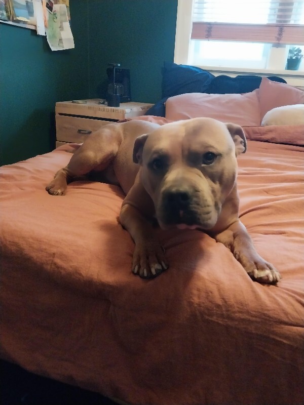 View Kong the Dog Photo #5