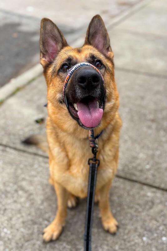 View Roast the Dog Photo #3