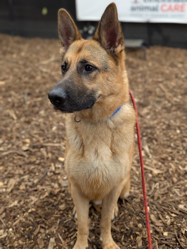 View Roast the Dog Photo #8