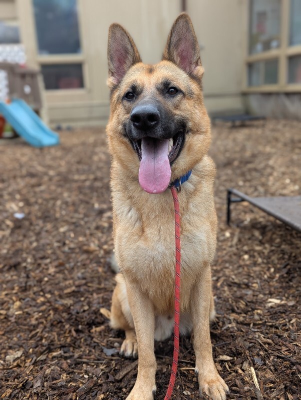 View Roast the Dog Photo #7