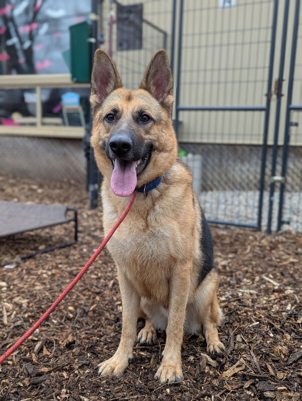 View Roast the Dog Photo #9