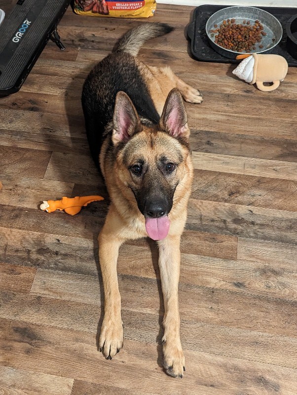 View Roast the Dog Photo #2