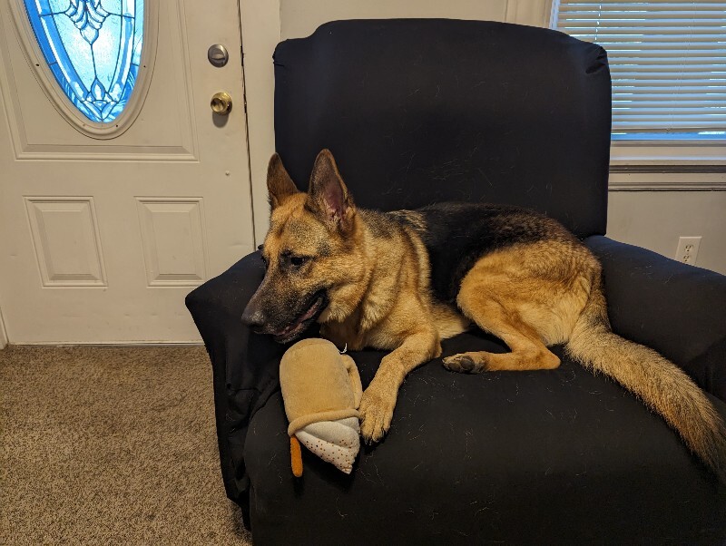 View Roast the Dog Photo #4