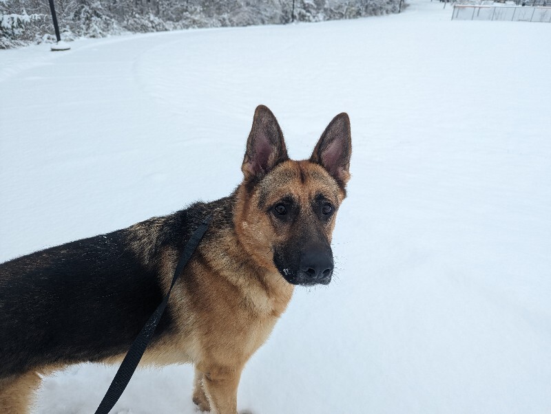 View Roast the Dog Photo #5