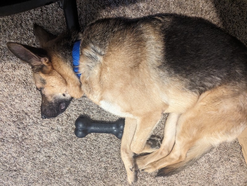 View Roast the Dog Photo #6