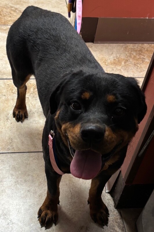 Bella (actual) - Dog