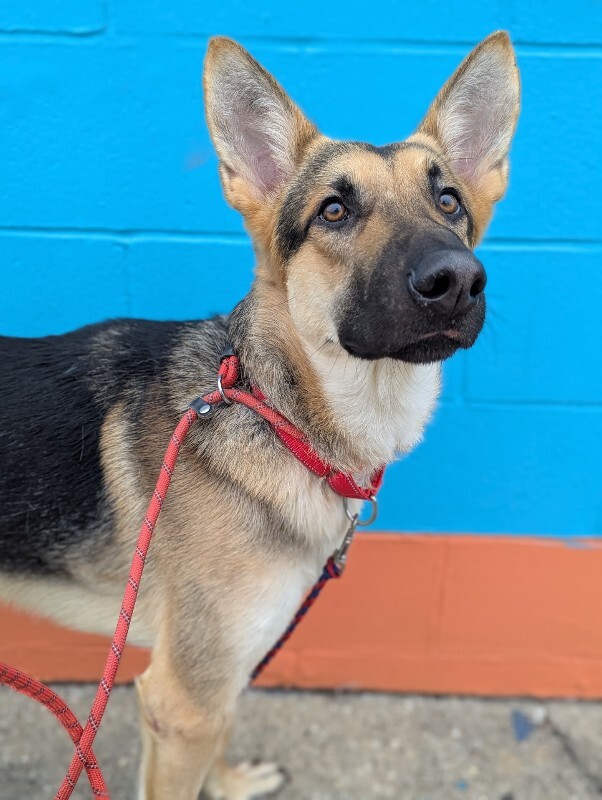 View Bubba the Dog Photo #5