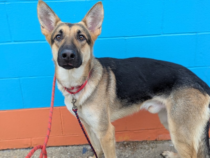 View Bubba the Dog Photo #3