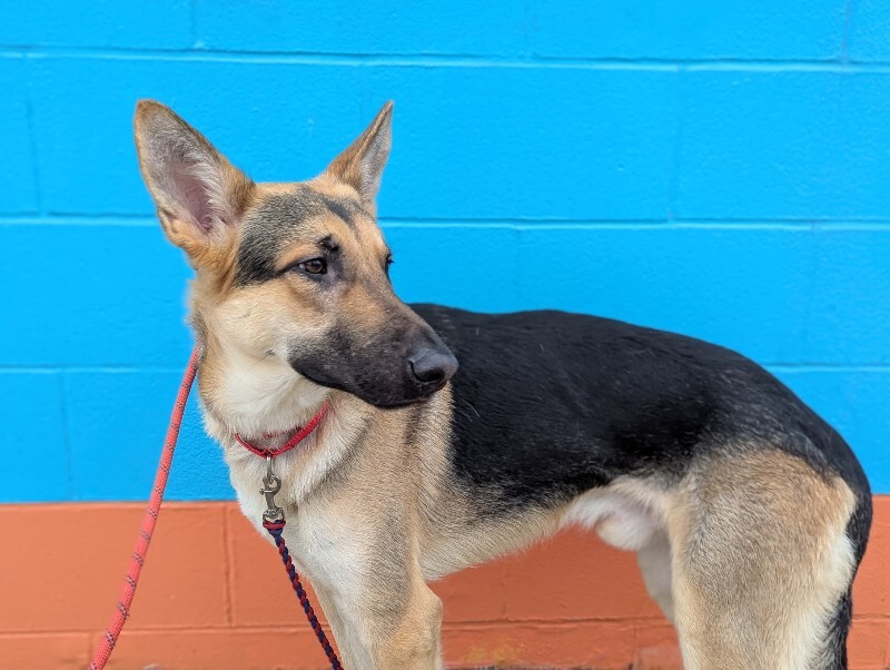 View Bubba the Dog Photo #4