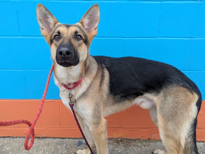 View Bubba the Dog Photo #2