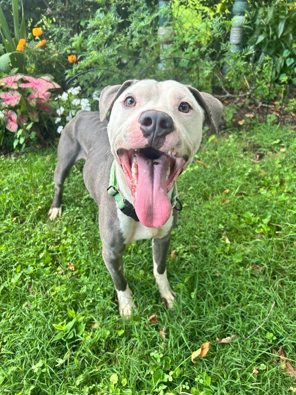 Blue - Dog