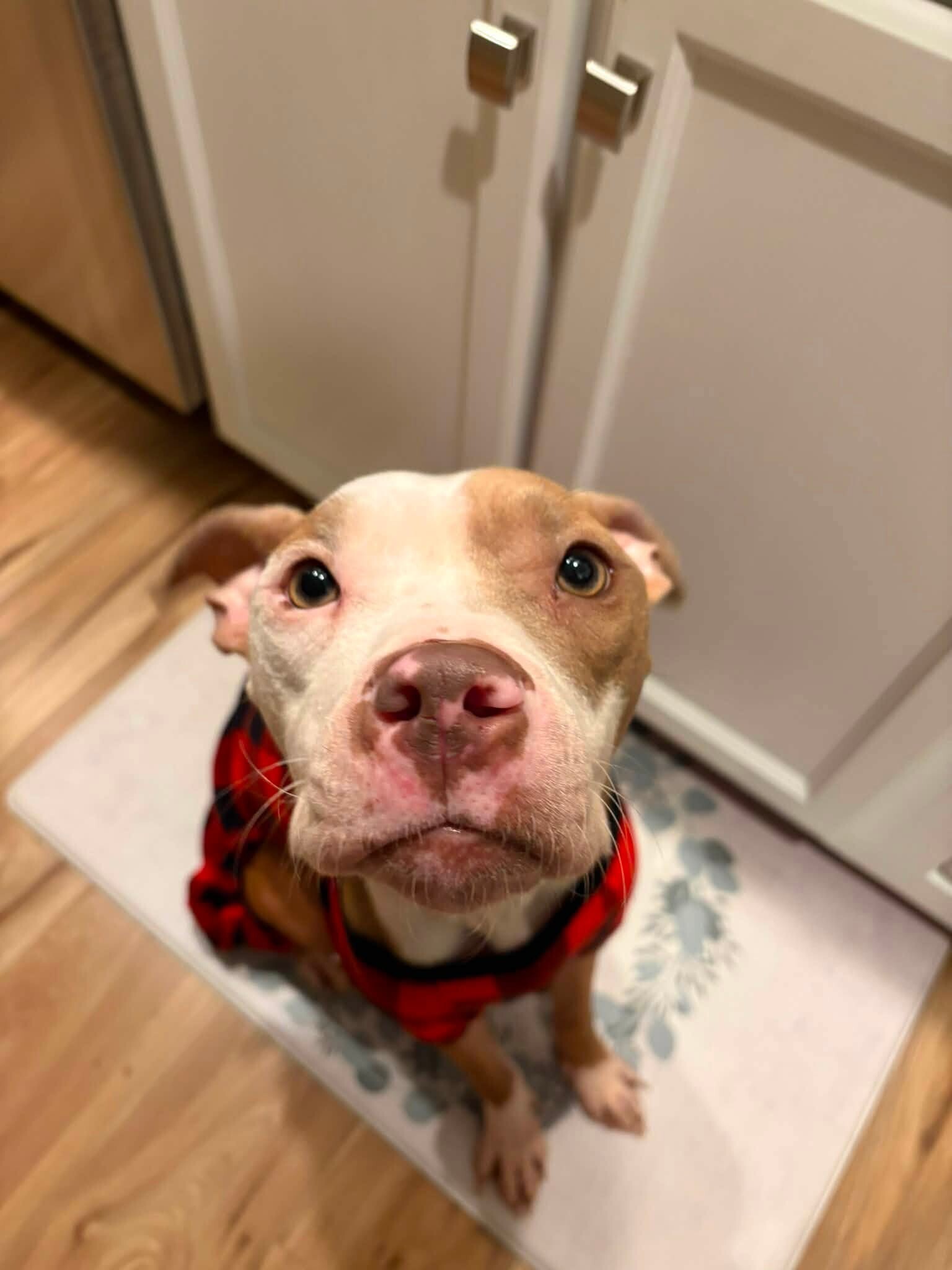 Pomegranate - Dog