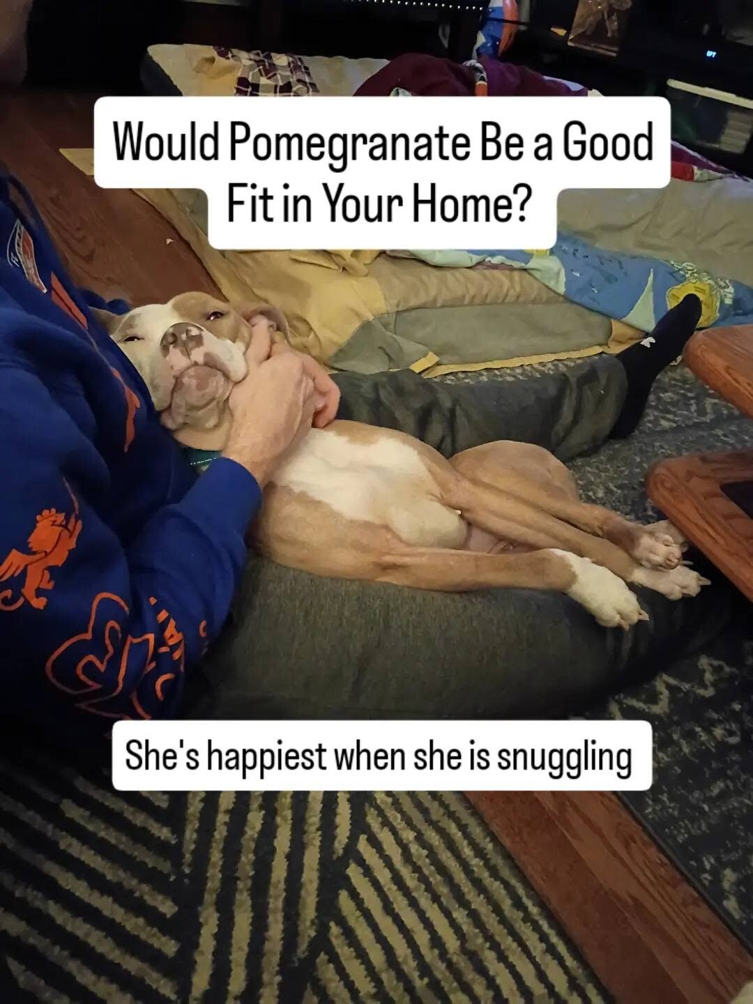 View Pomegranate the Dog Photo #6