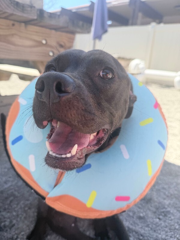 Shelly - Dog