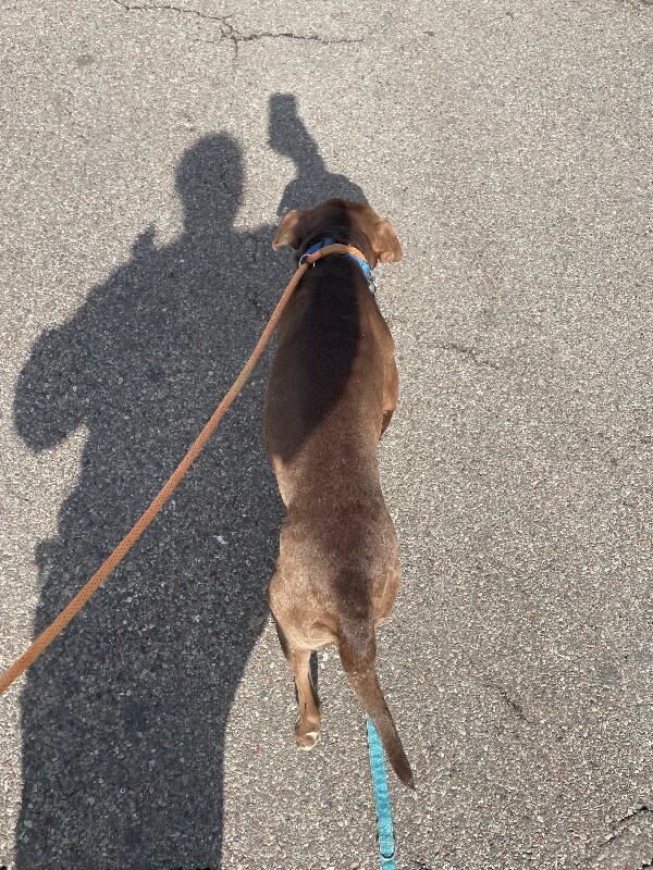 View Biscuit the Dog Photo #4