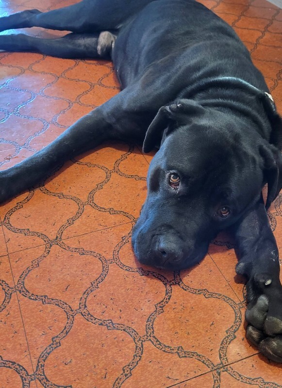 View Denver the Dog Photo #7