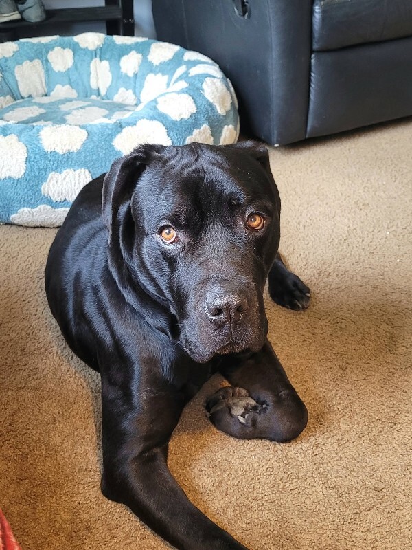 Denver - Dog