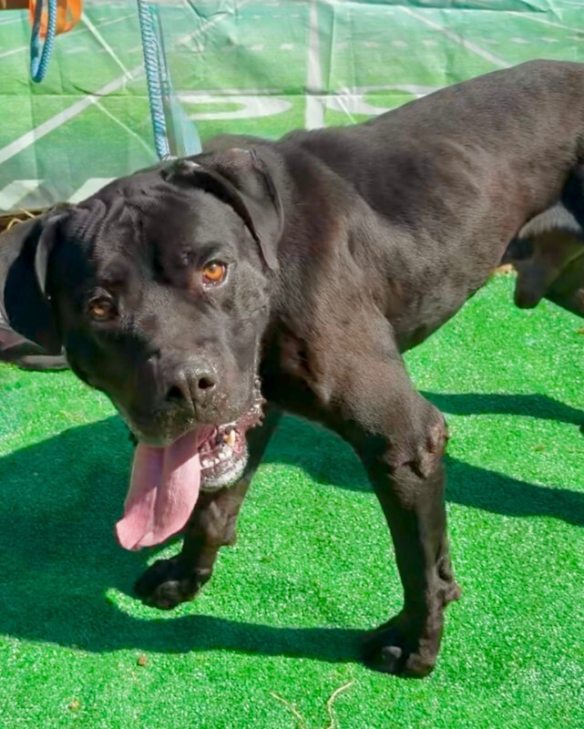 Denver - Dog