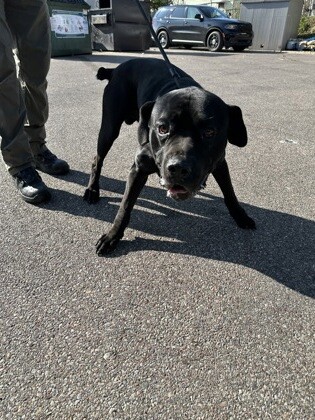 Denver - Dog