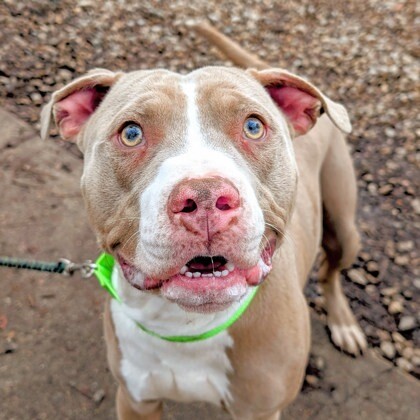 View Mayan the Dog Photo #7