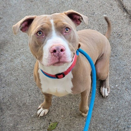 View Mayan the Dog Photo #6