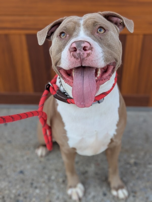 View Mayan the Dog Photo #2