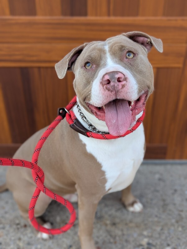 View Mayan the Dog Photo #4