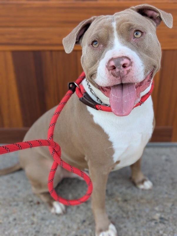 View Mayan the Dog Photo #3