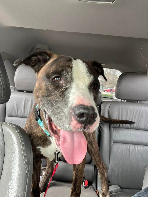 View Cousin Randy the Dog Photo #2