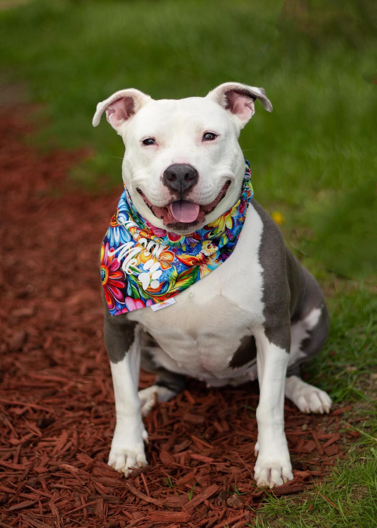 Learn More About Patty Patty - Dog