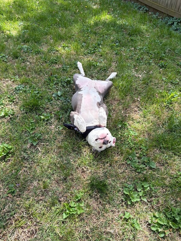 View Patty the Dog Photo #11