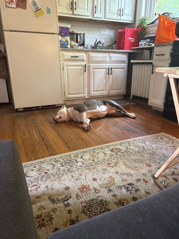 View Patty the Dog Photo #16