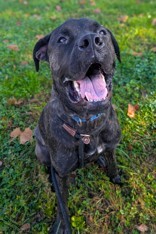 View Mr. Adam the Dog Photo #9