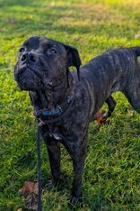 View Mr. Adam the Dog Photo #12