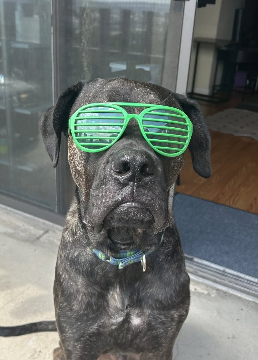 Mr. Adam - Dog