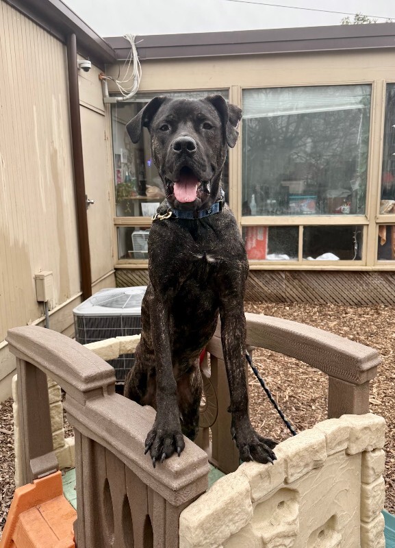 View Mr. Adam the Dog Photo #13