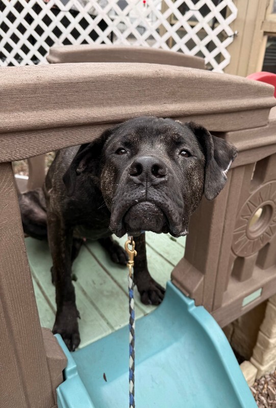 View Mr. Adam the Dog Photo #6