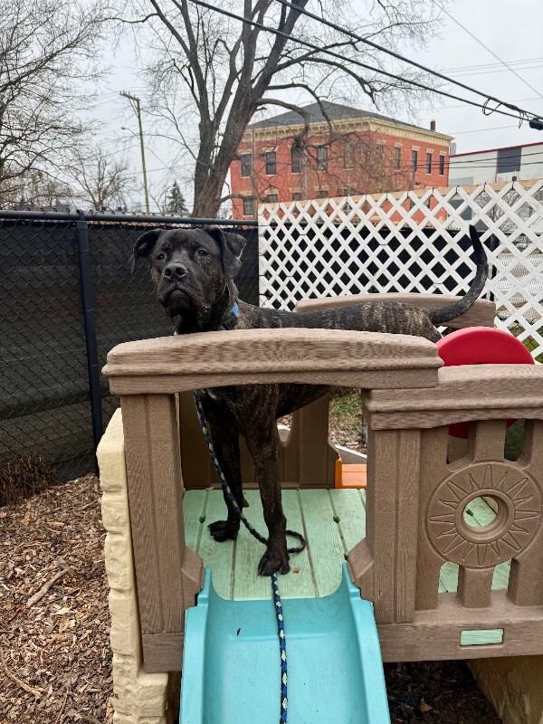 View Mr. Adam the Dog Photo #14