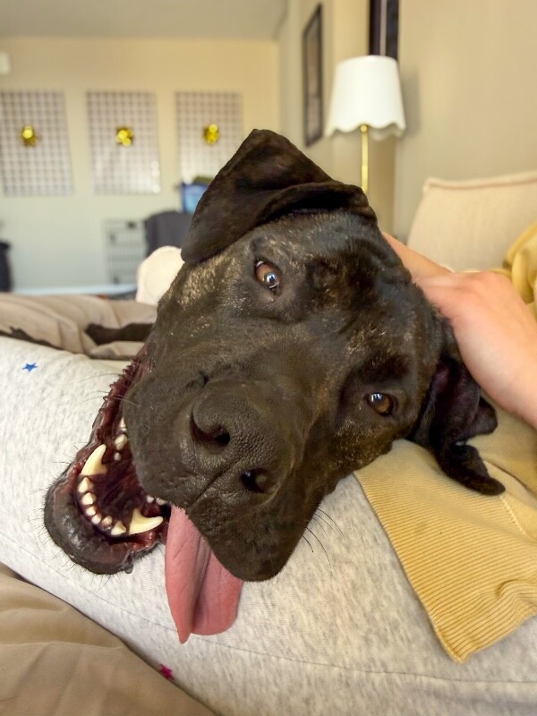 View Mr. Adam the Dog Photo #7