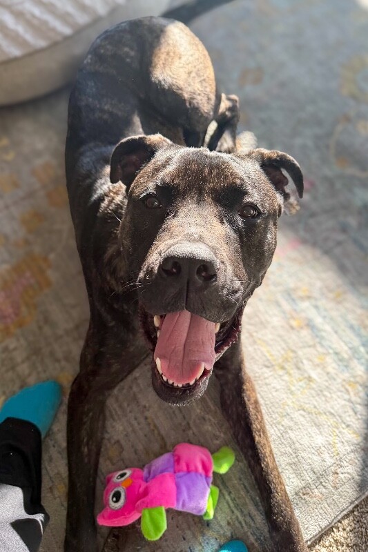 View Mr. Adam the Dog Photo #15