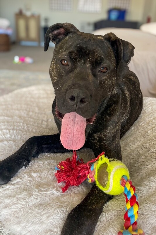 View Mr. Adam the Dog Photo #8