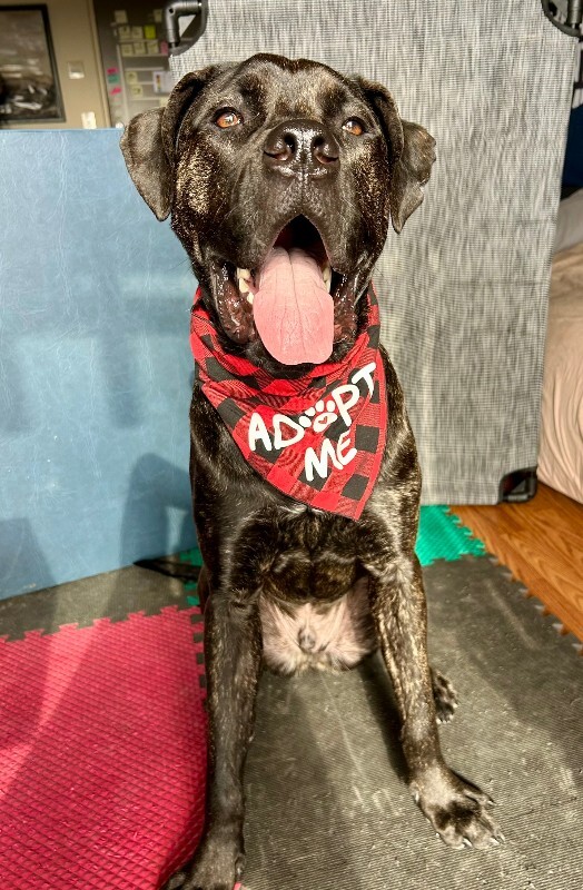 View Mr. Adam the Dog Photo #3