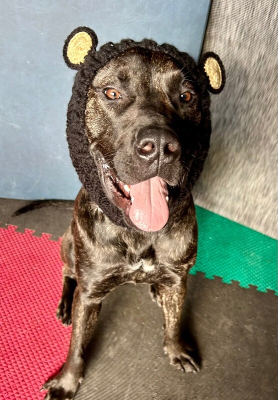 View Mr. Adam the Dog Photo #4