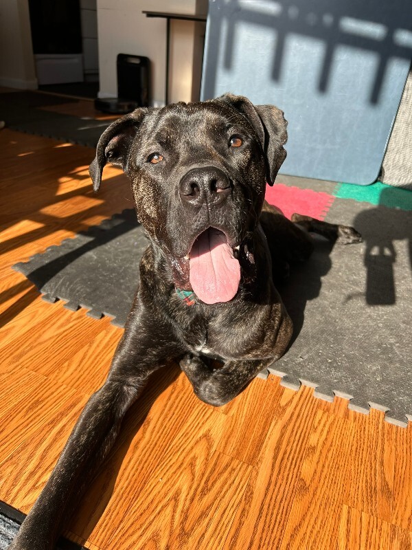 View Mr. Adam the Dog Photo #5