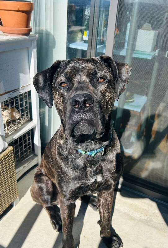 View Mr. Adam the Dog Photo #3