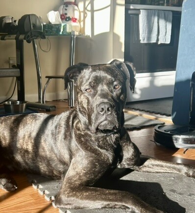 View Mr. Adam the Dog Photo #8