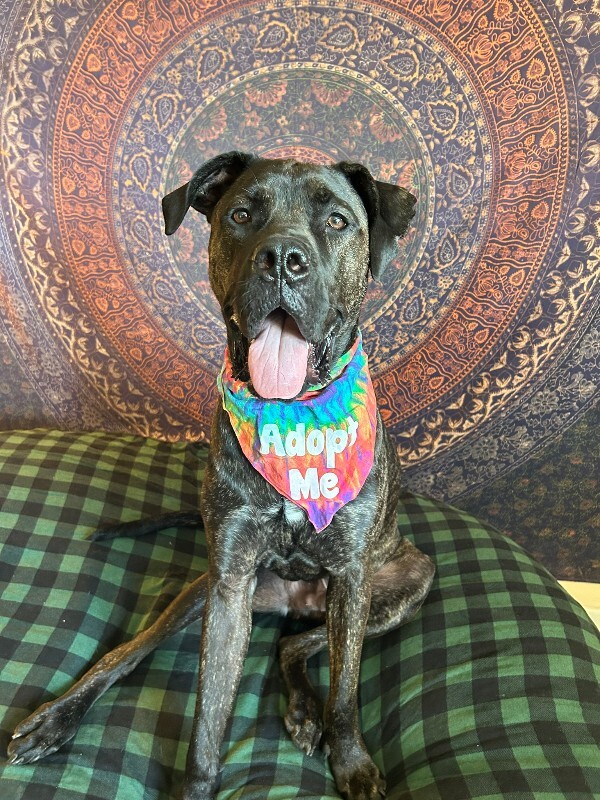 Mr. Adam - Dog