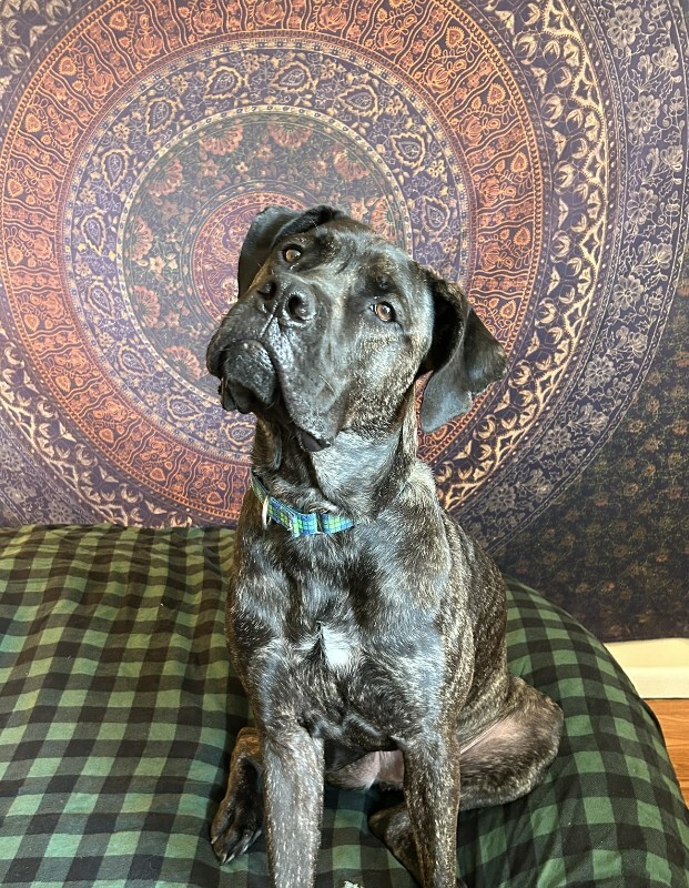 View Mr. Adam the Dog Photo #3